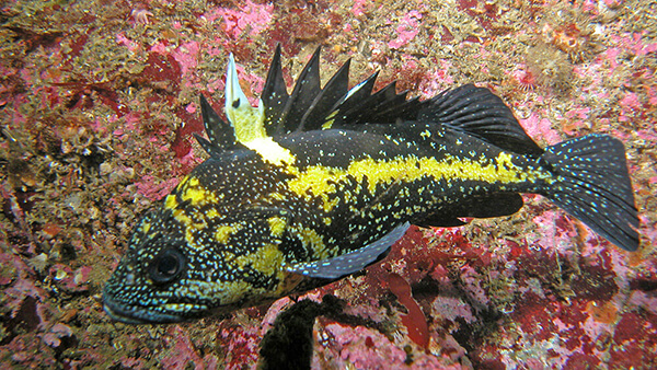 A bright yellow and black China rockfish swims close to a colorful rocky reef