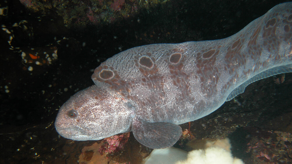 A long eel-like fish swims along a rocky reef. Its body has spots and stripes and looks more like a snake than a fish