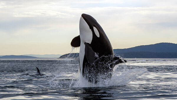 An orca whale breaches out of the water along the Olympic Coast as a second orca whale approaches