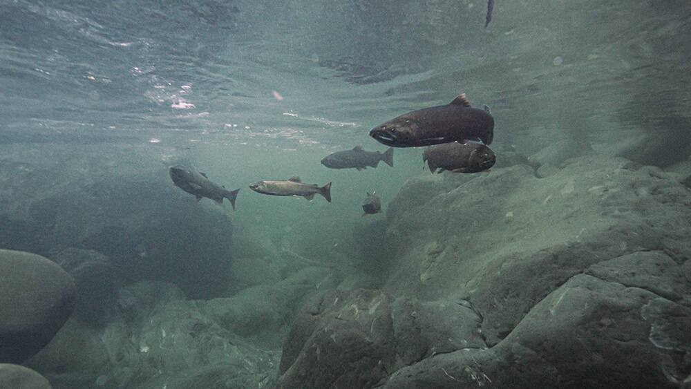 Several Pacific salmon navigate upstream along a river bed