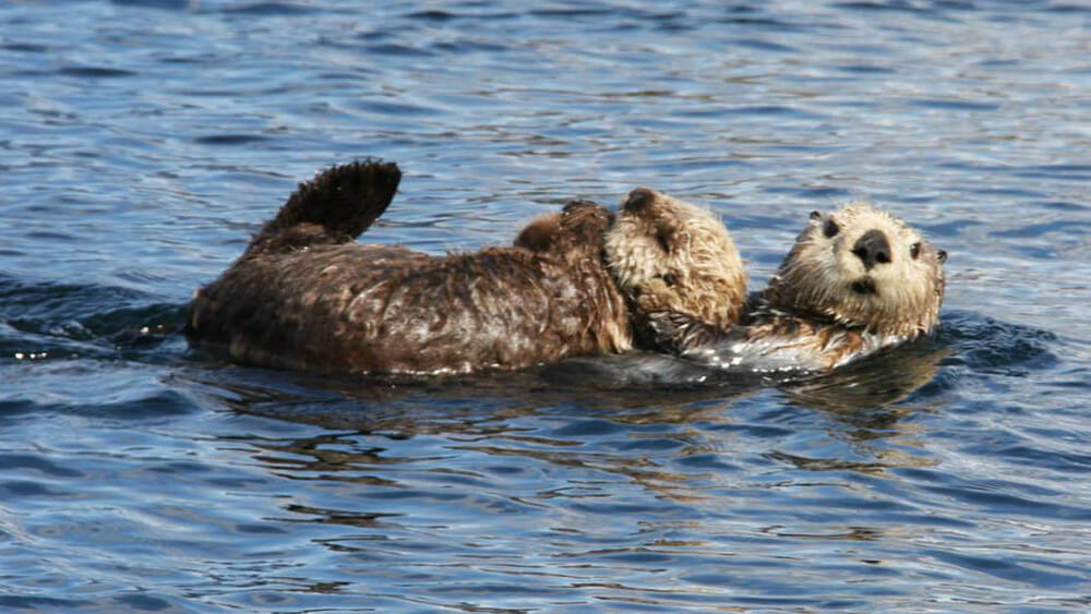 AA baby sea otter lies on the belly of its mother who is floating on her back in the water