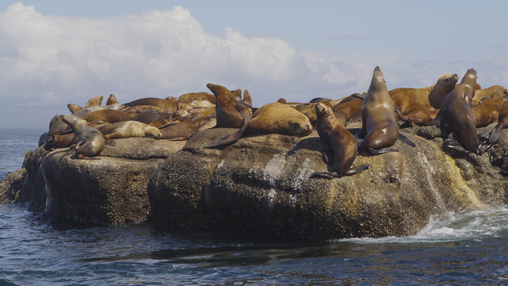 A colony of sea lions rest on top of a rocky offshore island. 