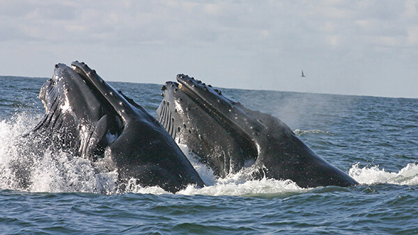 Two humpback whales surface simultaneously, while a seabird flies overhead