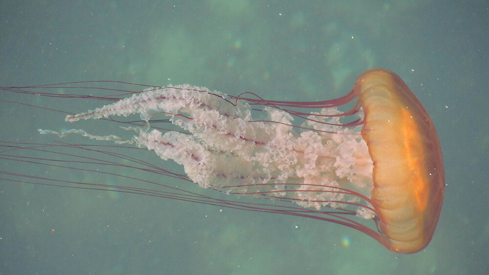 A jellyfish uses its tentacles to swim horizontally. From its gelatinous yellow bell, purple tentacles surround its frilly white oral arms