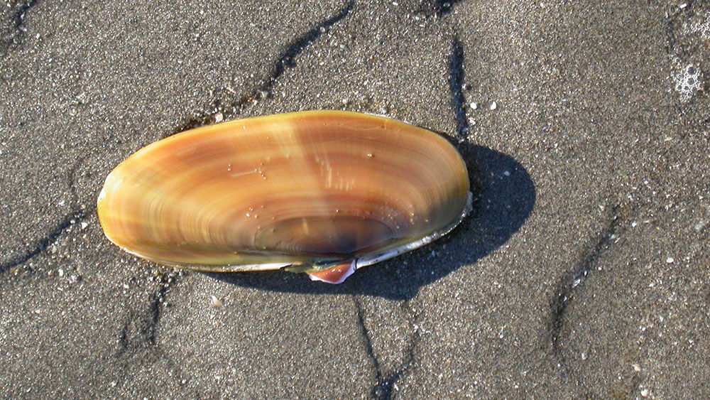 A Pacific razor clam, known for its long thin shell with sharp edges, lies on a sandy intertidal beach