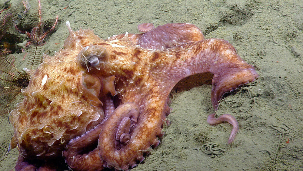 A Giant Pacific octopus rests on the silty deep seafloor