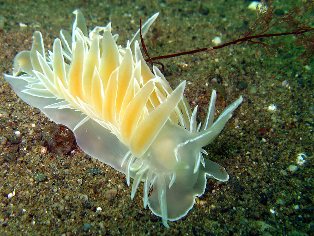 A sea slug on the seafloor has soft frosty white tips along its back.
