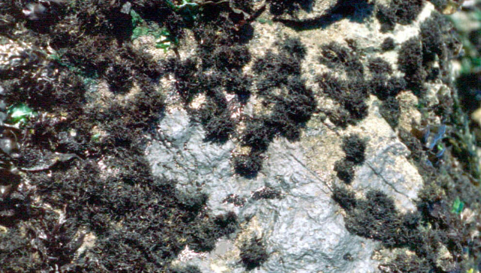 sea moss covers a rock