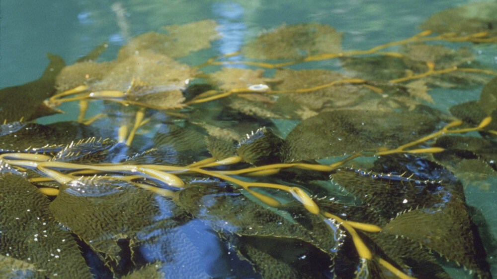 giant kelp floats toward the surface of the water