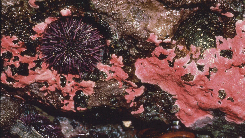 pink algaeon a rock