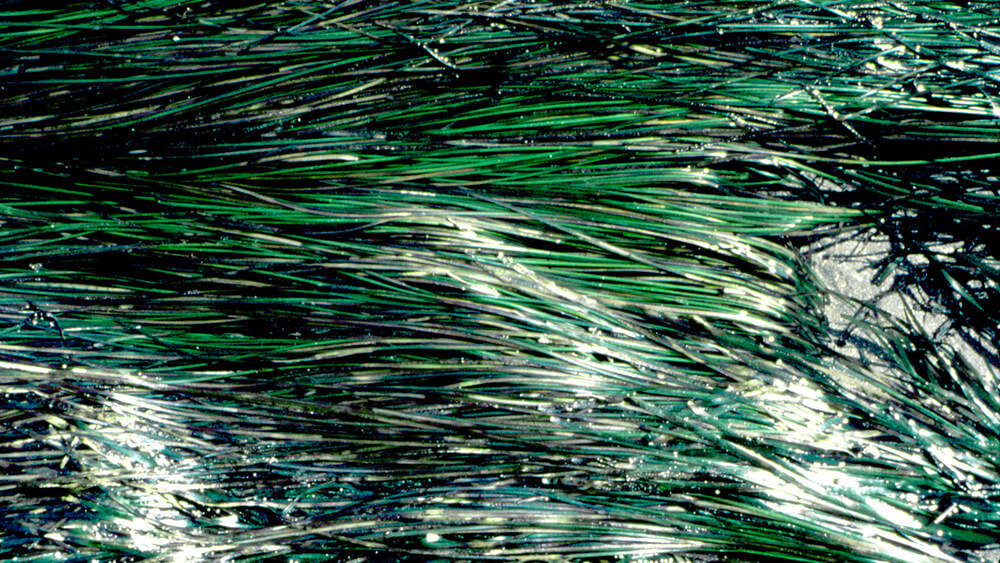 seagrass bent over by the tide