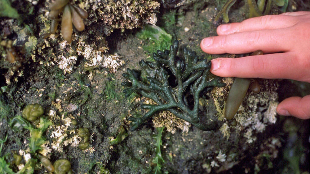 a hand nex to staghorn seaweed