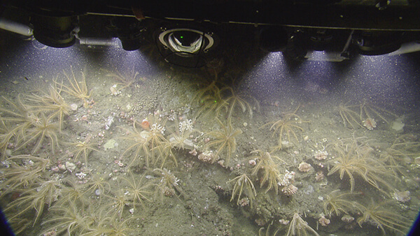 The edge of a submersible robot can be seen near the ocean floor, lighting up feathery seastars, small corals, and other deep-sea organisms