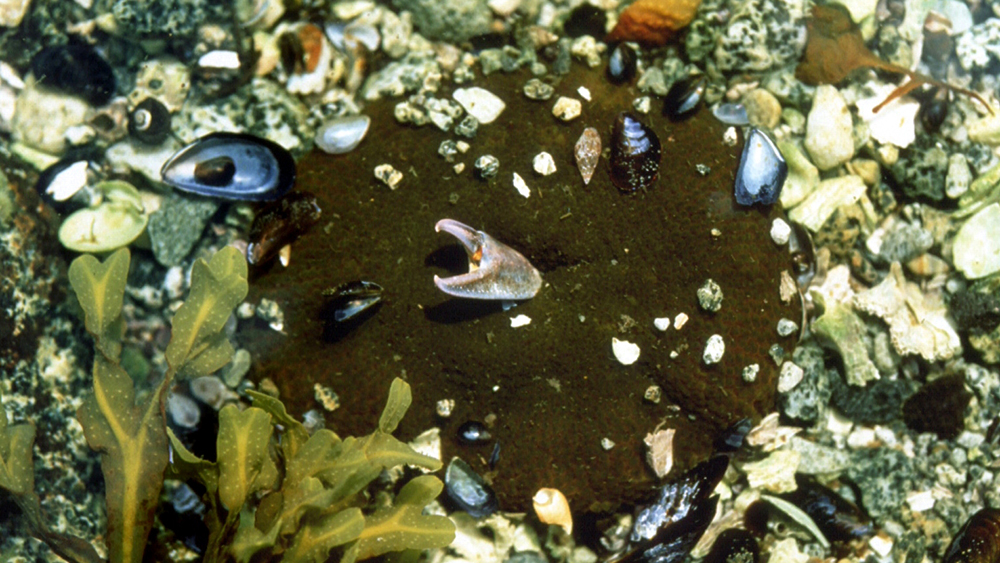 Shells from crabs, mussels, sea snails, and sea urchins are seen on the seafloor
