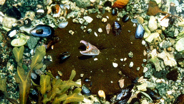 Shells from crabs, mussels, sea snails, and sea urchins are seen on the seafloor