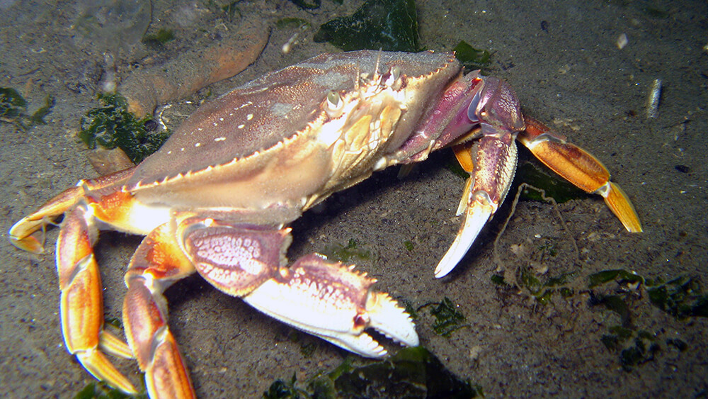 A Dungeness crab stands on a sandy seafloor.