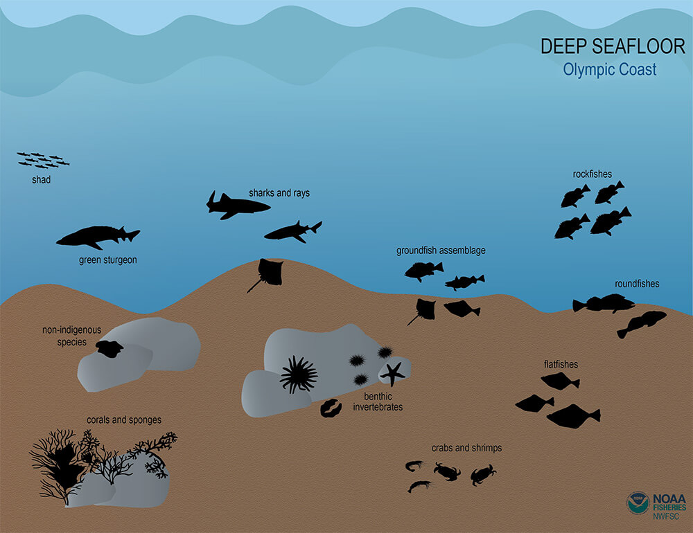 Illustration of a deep seafloor habitat, with ten icons representing a variety of ecosystem components including crabs and shrimp, deep sea corals and sponges, rockfish, roundfish, groundfish, sharks, and rays.