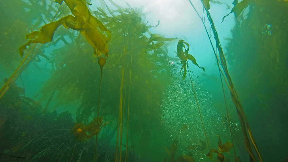 A diver’s perspective from the floor of a kelp forest looking up into the sunlit surface. The stipes and blades of the giant bull kelp tower above. Bubbles from the diver are seen in the water column also rising to the surface.