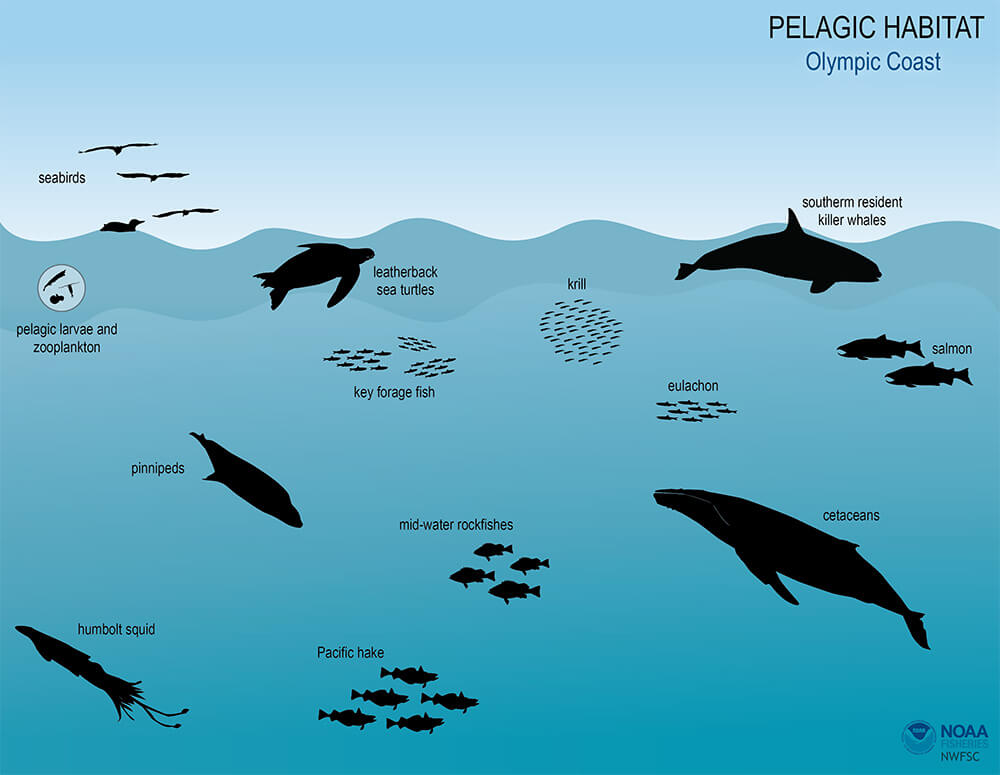 Illustration of a sandy seafloor habitat, with four icons representing a variety of ecosystem components including Dungeness crab, flatfishes, forage fish, and sea otters.