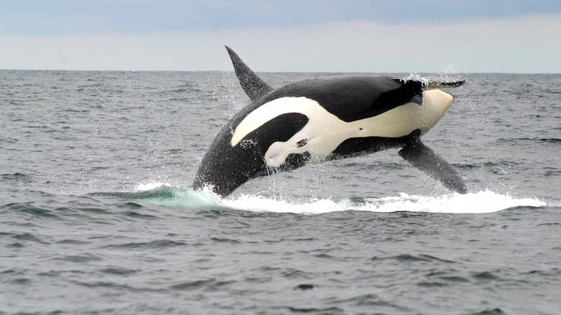 An orca leaping out the water
