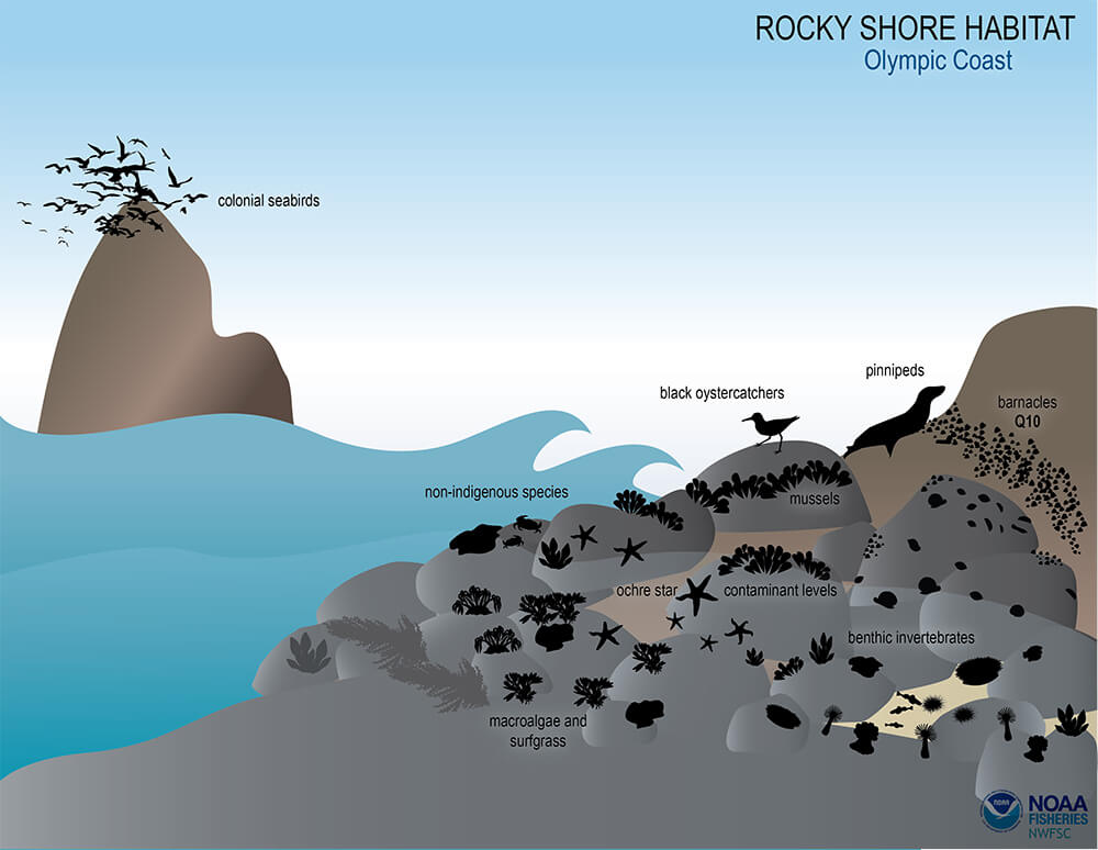 Illustration of a rocky shore habitat, with nine icons representing a variety of ecosystem components including algae, barnacles, mussels, ochre sea stars, colonial seabirds, seals, and sealions.