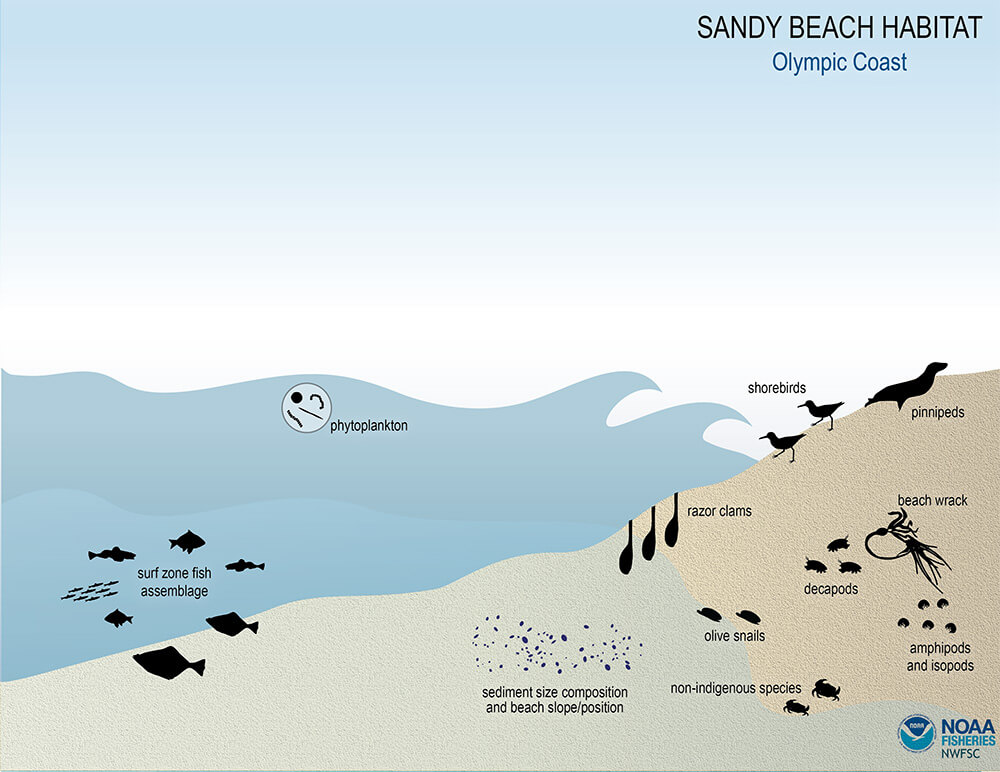 Illustration of a beach habitat, with eight icons representing a variety of ecosystem components including Pacific razor clams, shorebirds, shellfish harvest closures, and beach advisories.