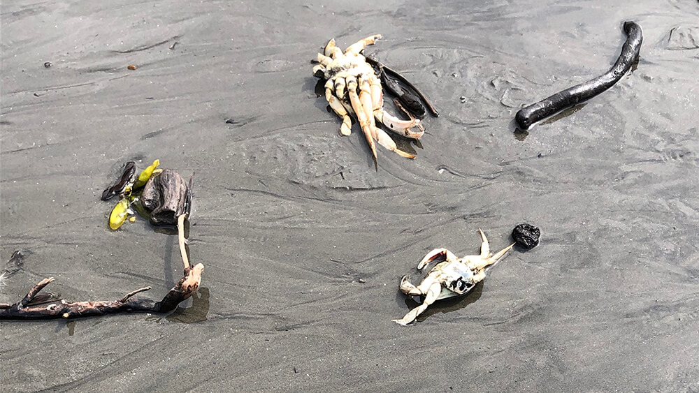 Several dead crabs and some seaweed are found on a sandy beach.