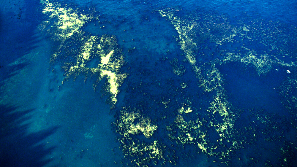 An aerial photo of the ocean shows patches of yellowish-green colored algae on the surface of the water. 