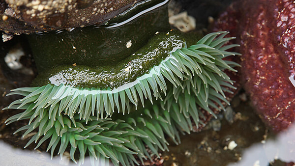 anemone in a tidepool