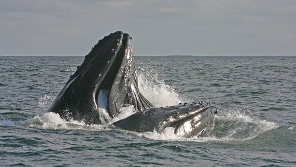A humpback whale lunges its head out of the water with its mouth wide open.