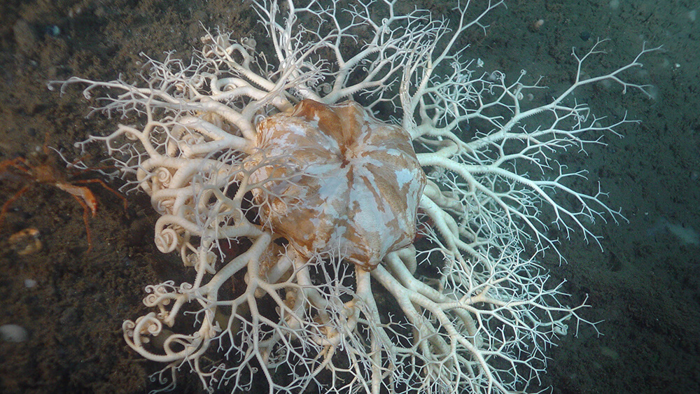 A basket star is an unusual looking sea star that has a mass of twisting and turning arms.