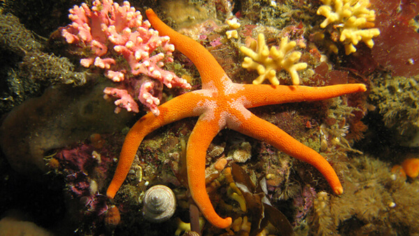 An orange seastar is underwater attached to a rock next to small corals and a sea snail
