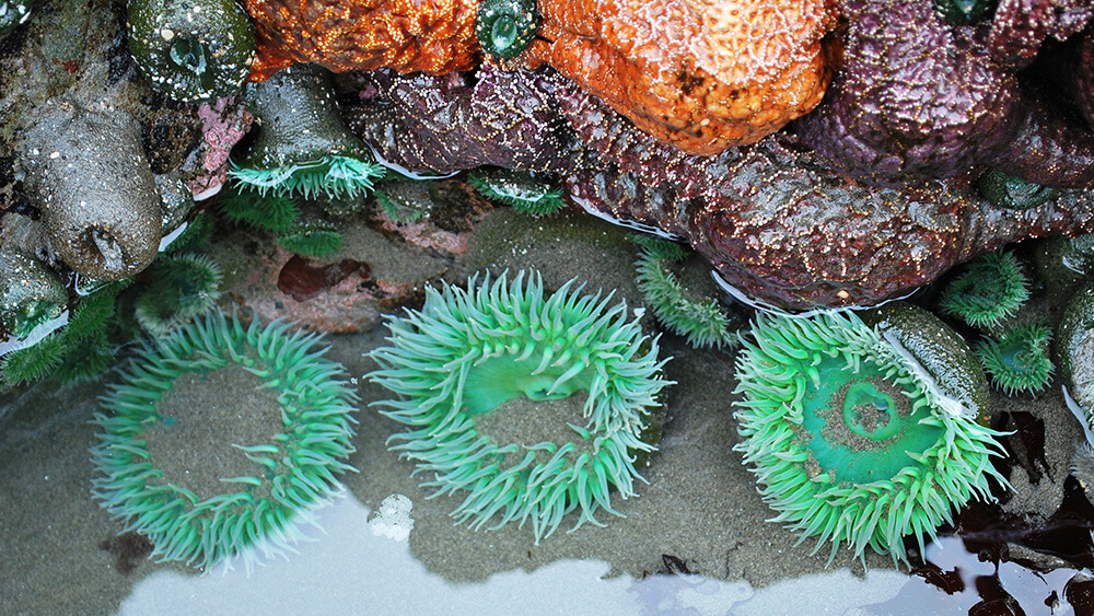 Giant green anemones are submerged in a shallow tidepool, with purple and orange sea stars above them on the rocks.