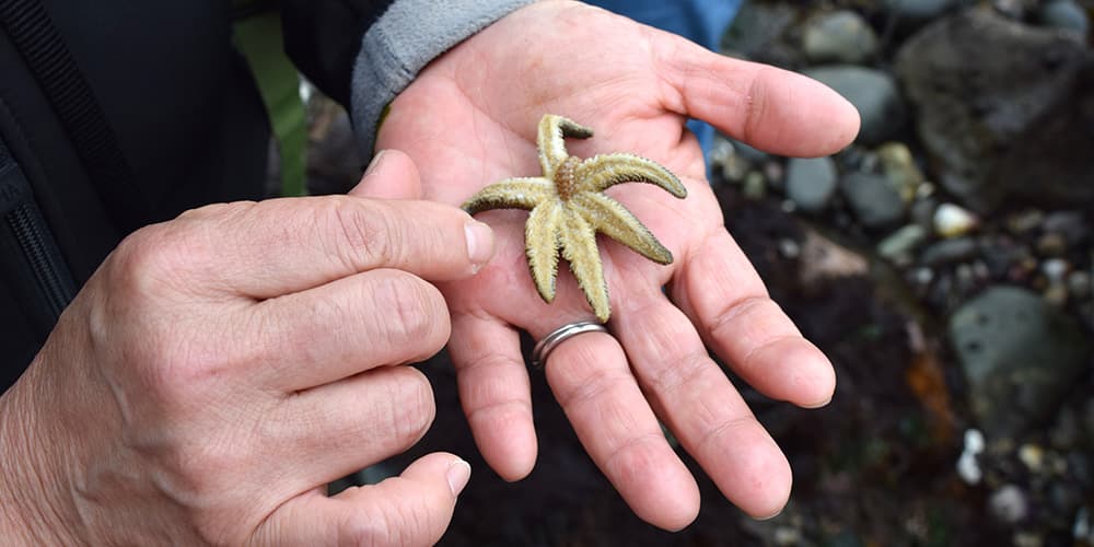 An up close look at the underside of a seastar held in someone's hand