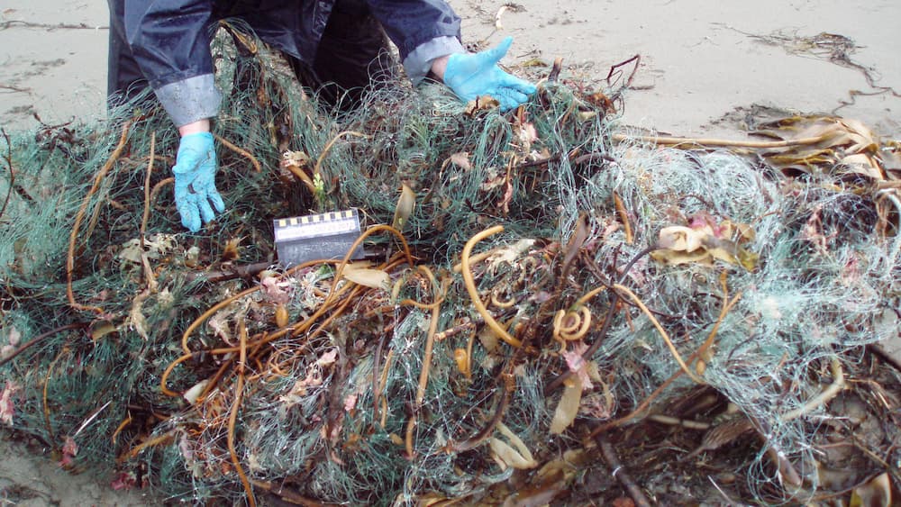 A person uses their hands to show a big pile of netting that is entangled with kelp on the beach. On top of the pile is a chalkboard ruler.
