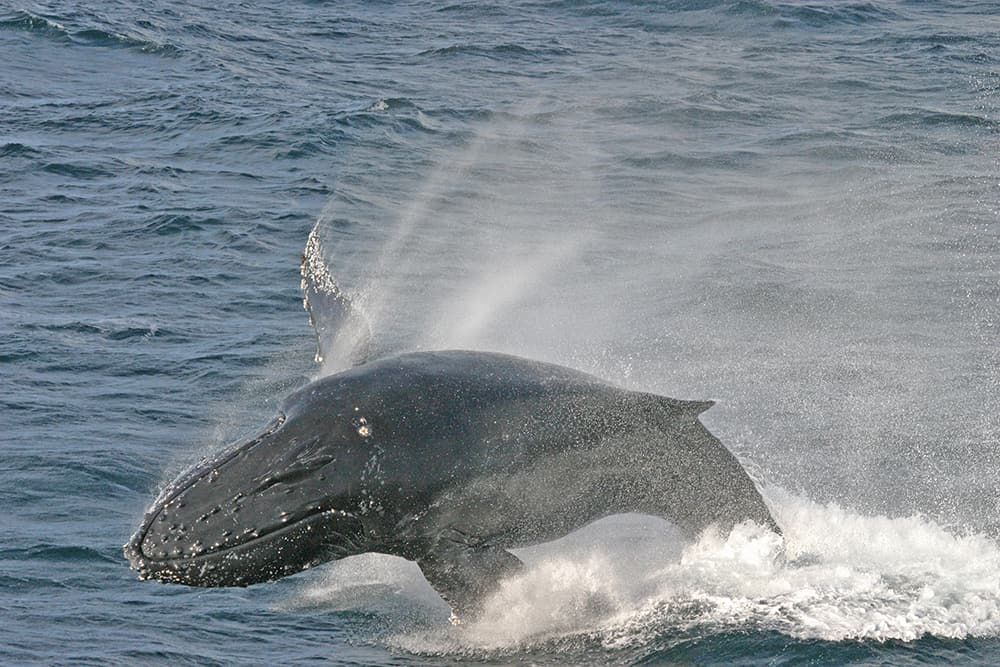 A humpback whale makes a big splash as it breaches out of the water