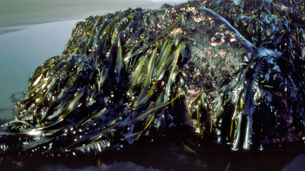 winged kelp draped over a rock